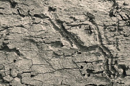 Texture - a bark of an old oak