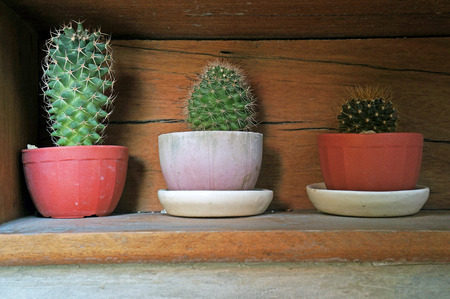 Group of small cactus grow in the potの写真素材