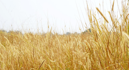 Ripe yellow ears of wheatの写真素材