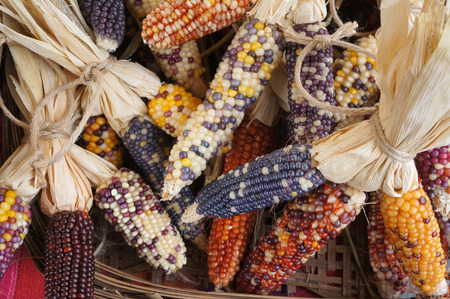 Close up or Cheerful and Colorful dried Indian Corn in a basket as decoration for Thanksgiving Table, Halloween, and the Fall Seasonの写真素材
