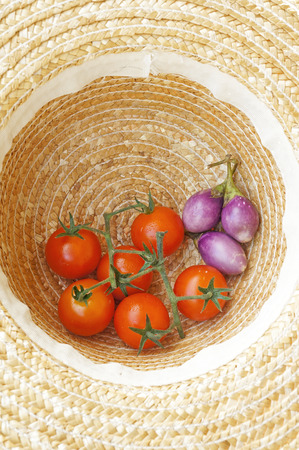 harvested tomatoes in farmerの写真素材