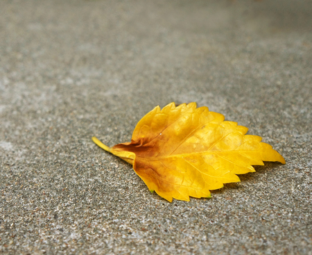 Seasons specifics - fall - yellow leave on floorの写真素材