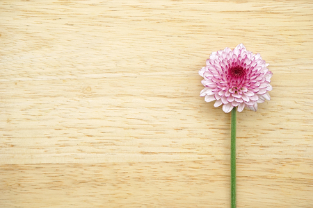 single purple flower on wooden backgroundの写真素材