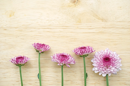 Purple gerbera flowers on wooden tableの写真素材