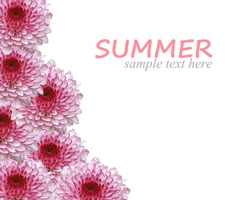 Summer flowers background isolated on white with sample textの写真素材