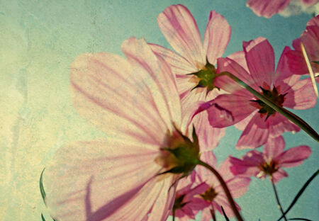 Vintage Cosmos flowers in sunset timeの写真素材