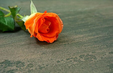 Rose lying down on a floorの写真素材