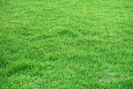 green grassの写真素材