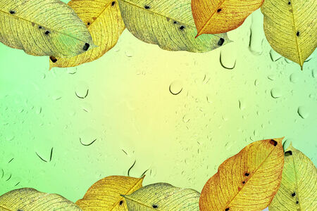 Autumn leaves on window glass (frame design background)の写真素材