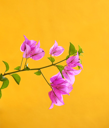 Pink flowers on yellow background (Bougainville)の写真素材