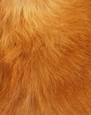 Yellow cat Fur backgroundの写真素材