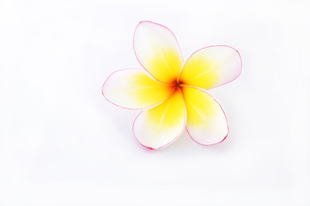 frangipani flower isolated white backgroundの写真素材