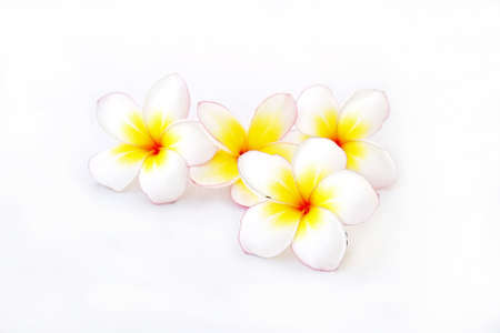 frangipani flower isolated white backgroundの写真素材