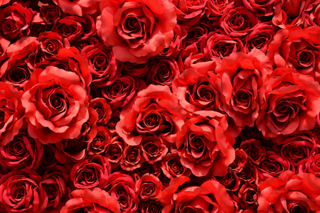 red roses backgroundの写真素材