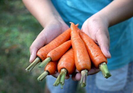 Carrots. Fresh harvested carrots in hand.