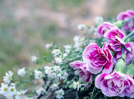 Pink flowers in vintage tone.の写真素材