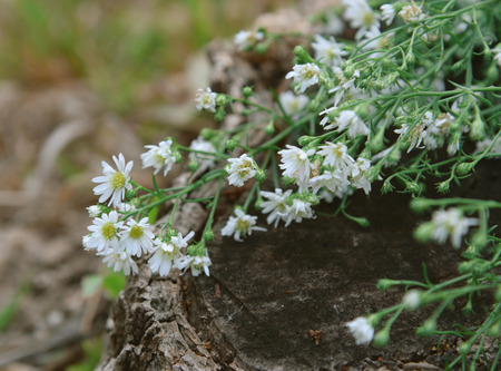 vintage white small flowersの写真素材