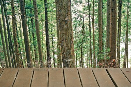 forest and wooden floorの写真素材