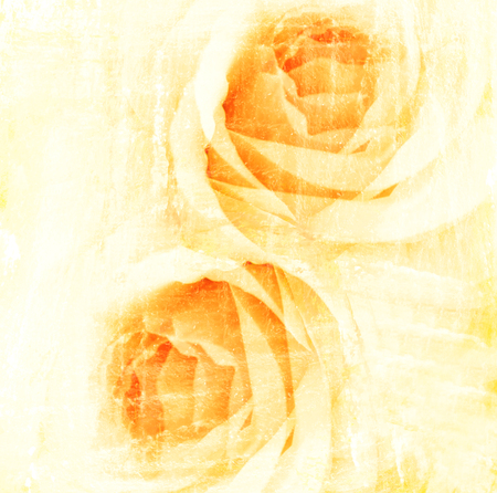 yellow flower watercolor roseの写真素材