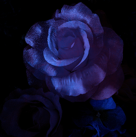 Magic rose, dark blue rose (Alice's rose)の写真素材