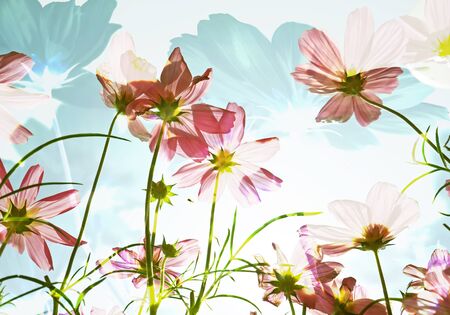 Double exposure of flower field in sunny day.の写真素材
