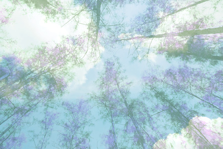 double exposure photo of tree branches in spring against skyの写真素材