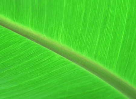 Fresh green banana leaf background