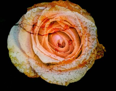 Cracked flower, old rose, art dark toneの写真素材