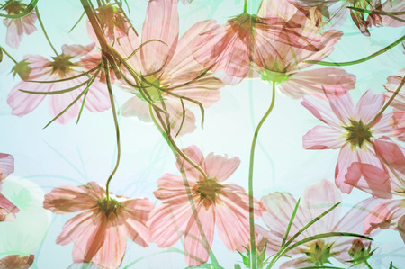 Double exposure of flower field in sunny day.の写真素材