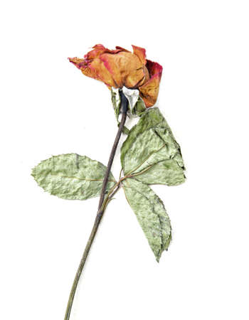 Dried rose, old rose isolated on whiteの写真素材