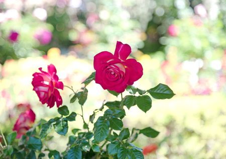 Pink rose on tree in gardenの写真素材