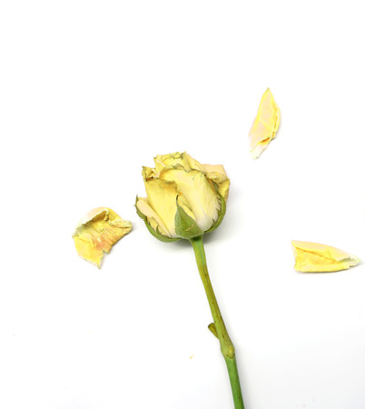 dried rose isolate on whiteの写真素材