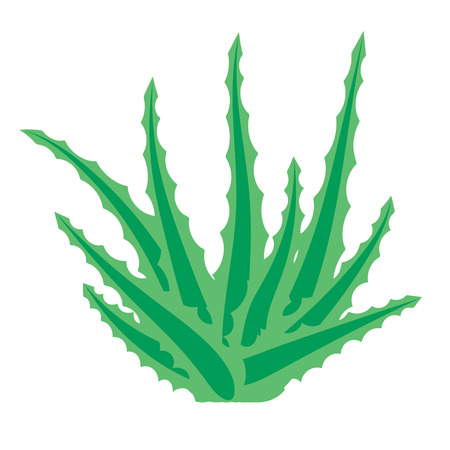 Aloe vera, succulent plant, flower isolated on white background. Vector illustration.のイラスト素材