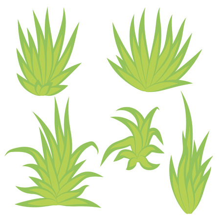 Aloe vera, succulent plant, flower set isolated on white background. Vector illustration.のイラスト素材