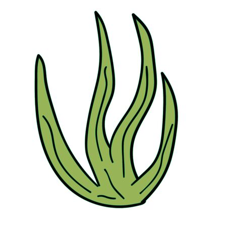 Cute cartoon doodle seaweed isolated on white background. Underwater nature. Vector illustration. のイラスト素材