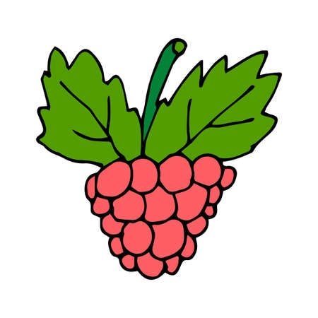 Cartoon doodle linear raspberry isolated on white background. Vector illustration.