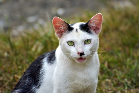 Black and White cat in the grassの写真素材