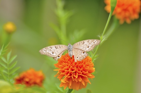Brown butterflies flying in cosmos flowers