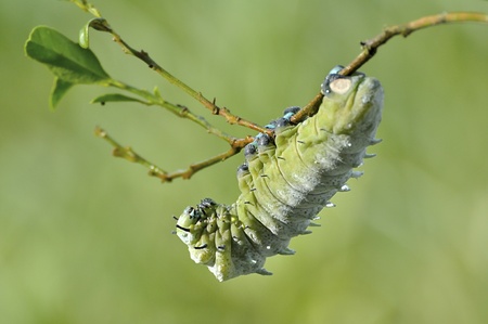 Caterpillars in a fairly motion with blur backgroundの写真素材