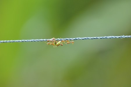 Ants Work together bringing their foodの写真素材