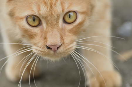 The eyes and the cats whiskers - Closed Upの写真素材