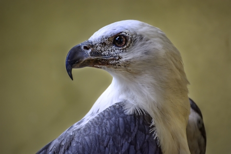 Close up of Eagle