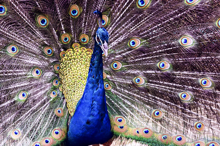 Close up Peacock with open Tail