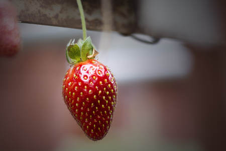 Strawberry on the branch with blurred background of planting strawberry.の写真素材