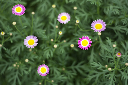 Small flowers with blurred green leaf backgrounds