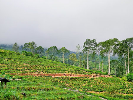 the beauty of the green panorama of tea plantations in the highlands of Wonosobo Regency, Indonesia