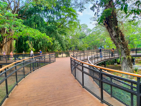 The beauty of the modern classic aesthetic wooden bridge architecture that surrounds the forest with tall, lush treesの写真素材
