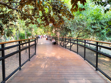 The beauty of the modern classic aesthetic wooden bridge architecture that surrounds the forest with tall, lush treesの写真素材