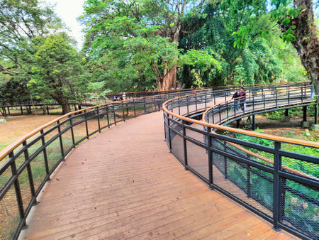 The beauty of the modern classic aesthetic wooden bridge architecture that surrounds the forest with tall, lush treesの写真素材