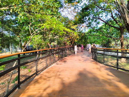 The beauty of the modern classic aesthetic wooden bridge architecture that surrounds the forest with tall, lush treesの写真素材